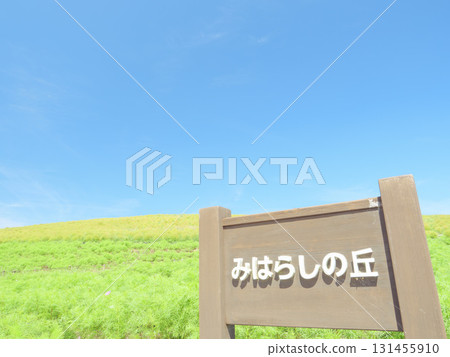 Hitachi Seaside Park on a clear autumn day - Kochia flowers starting to change color Hitachi Seaside Park on a clear autumn day - Kochia flowers starting to change color 131455910