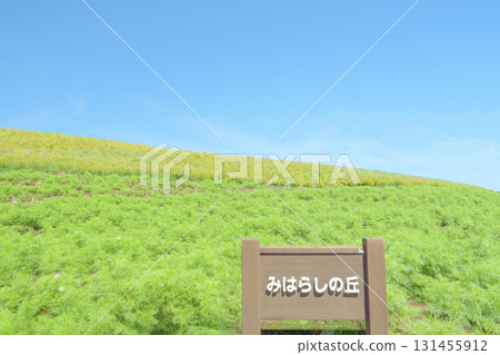 日立海濱公園的藜蘆花在晴朗的秋天開始變色 日立海濱公園的藜蘆花在晴朗的秋天開始變色 131455912