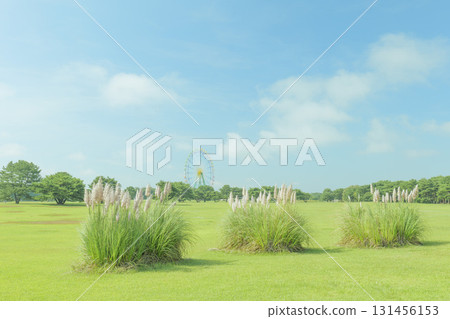秋季的國營日立海濱公園 秋季的國營日立海濱公園 131456153