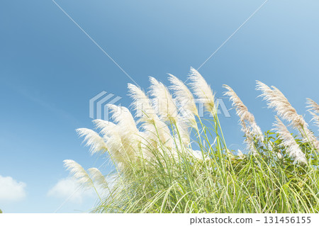 秋季的國營日立海濱公園 秋季的國營日立海濱公園 131456155