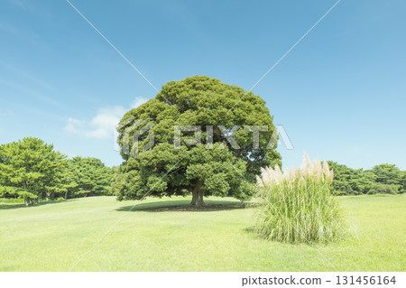 秋季的國營日立海濱公園 秋季的國營日立海濱公園 131456164