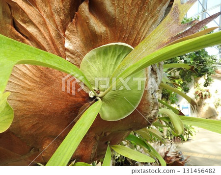 The fern plant Platycodon staghorn fern of the Polypodiaceae family: also known as the bat plant The fern plant Platycodon staghorn fern of the Polypodiaceae family: also known as the bat plant 131456482