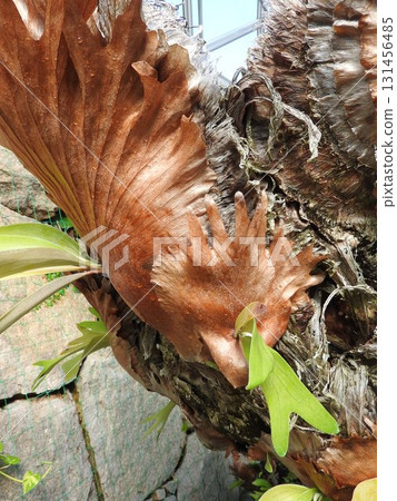 The fern plant Platycodon staghorn fern of the Polypodiaceae family: also known as the bat plant 131456485