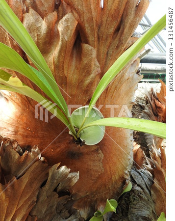The fern plant Platycodon staghorn fern of the Polypodiaceae family: also known as the bat plant The fern plant Platycodon staghorn fern of the Polypodiaceae family: also known as the bat plant 131456487