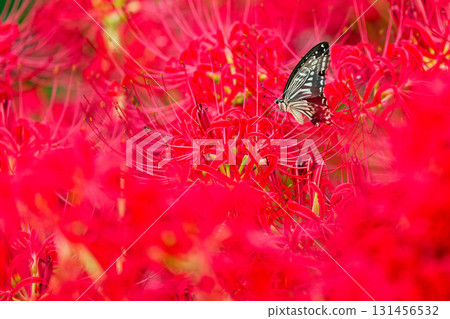 Red flowers and swallowtail butterfly 131456532