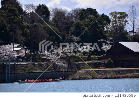 Inuyama City, Aichi Prefecture, Japan - Inuyama Castle and cherry blossoms in full bloom in spring - A sightseeing boat on the Kiso River and beautiful rows of cherry blossom trees - Accommodations and residences in the area 131456599