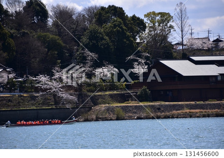 Inuyama City, Aichi Prefecture, Japan - Inuyama Castle and cherry blossoms in full bloom in spring - A sightseeing boat on the Kiso River and beautiful rows of cherry blossom trees - Accommodations and residences in the area Inuyama City, Aichi Prefecture, Japan - Inuyama Castle and cherry blossoms in full bloom in spring - A sightseeing boat on the Kiso River and beautiful rows of cherry blossom trees - Accommodations and residences in the area 131456600