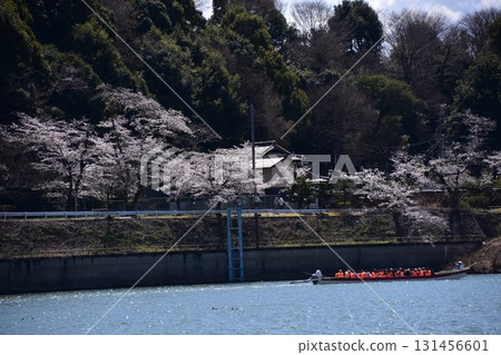 Inuyama City, Aichi Prefecture, Japan - Inuyama Castle and cherry blossoms in full bloom in spring - A sightseeing boat on the Kiso River and beautiful rows of cherry blossom trees - Accommodations and residences in the area 131456601