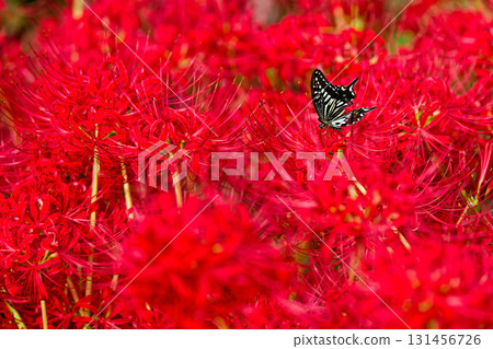 Red flowers and butterflies 131456726