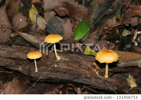 Bitter meadow fungi growing in a dark, humid broadleaf forest (outdoor field fungi and mushroom macro photography) Bitter meadow fungi growing in a dark, humid broadleaf forest (outdoor field fungi and mushroom macro photography) 131456733