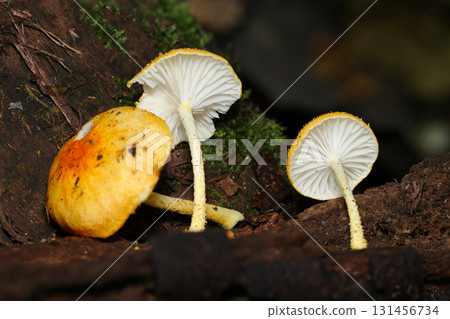 Small orange citrus mushrooms lined up side by side (outdoor field fungi & mushroom macro photography) Small orange citrus mushrooms lined up side by side (outdoor field fungi & mushroom macro photography) 131456734
