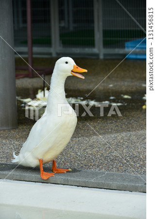 A duck looking into the distance 131456815