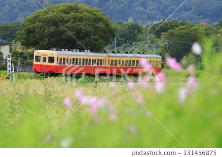 小湊鐵道“列車在盛開的波斯菊景觀中穿梭” 131456875