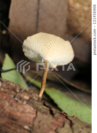 Design of the honeycomb-like pores of the Arctostaphylos fascicularis (outdoor field fungi and mushroom macro photography) Design of the honeycomb-like pores of the Arctostaphylos fascicularis (outdoor field fungi and mushroom macro photography) 131456906