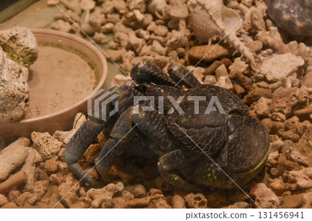 一隻體型巨大、強壯的椰子蟹 131456941