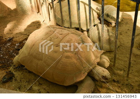 Landscape with turtles Landscape with turtles 131456943