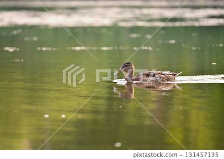 Mallard duck on the surface of the pond. Beautiful concept for animals, water and nature 131457135
