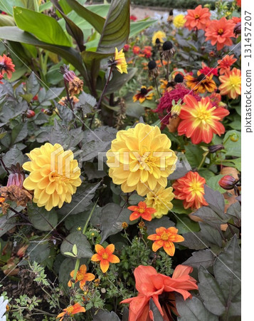 Beautifully blooming dahlias Beautifully blooming dahlias 131457207