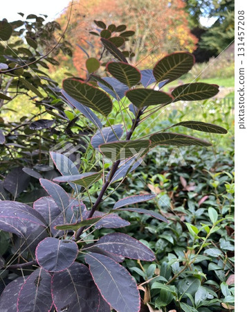 Smoke tree with a captivating leaf pattern 131457208