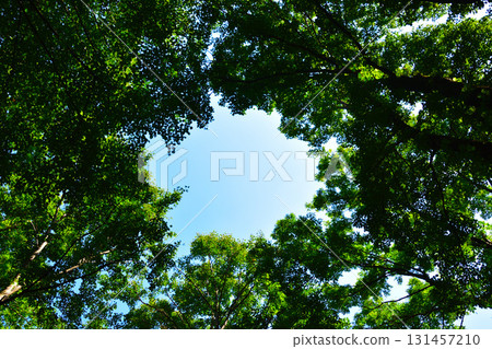 Forest sky 131457210