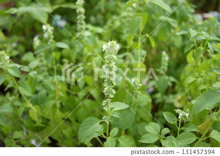 Thai lemon basil blooming bush. 131457394