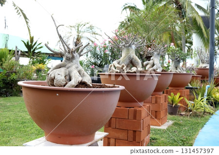 Pot and Adenium row in natural. Pot and Adenium row in natural. 131457397