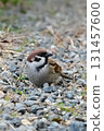sparrow on the ground 131457600