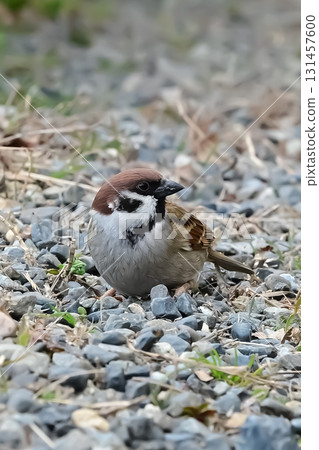 sparrow on the ground sparrow on the ground 131457600