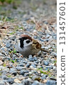 sparrow on the ground 131457601