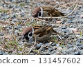 sparrow on the ground 131457602