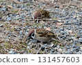 Sparrows descending to the ground and looking for food 131457603