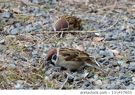 Sparrows descending to the ground and looking for food Sparrows descending to the ground and looking for food 131457603