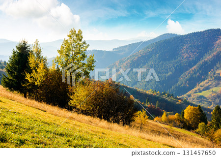 sunny autumn afternoon in mountain landscape. beautiful view of trees in fall foliage on the hillside. alps of carpathian countryside of ukraine on a sunny day under blue sky sunny autumn afternoon in mountain landscape. beautiful view of trees in fall foliage on the hillside. alps of carpathian countryside of ukraine on a sunny day under blue sky 131457650