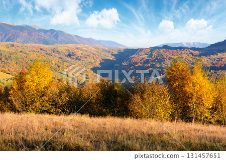 autumn mountain landscape in the afternoon. beautiful countryside in highlands of ukraine with rural fields and colorful deciduous trees. rolling hills of transcarpathia in evening light 131457651