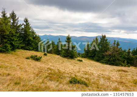 fir trees on a meadow down the hill to coniferous forest in mountains of ukraine. carpathian landscape under overcast sky in early autumn 131457653