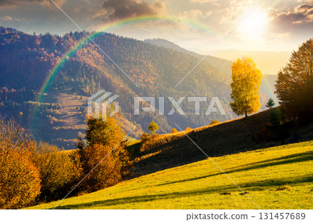 sunny autumn in mountain landscape at sunset. beautiful view of trees in fall foliage on the hillside. alps of countryside in evening light under blue sky. scenery with forest on slope under rainbow 131457689
