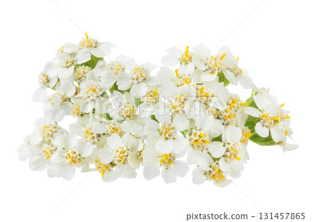 fresh yarrow flowers isolated on white background fresh yarrow flowers isolated on white background 131457865