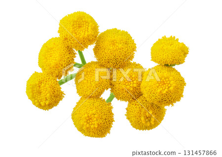 Tansy flower or Tanacetum vulgare isolated on white background Tansy flower or Tanacetum vulgare isolated on white background 131457866