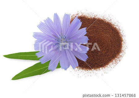 Chicory powder and flower isolated on white background. Cichorium intybus. Top view. Flat lay Chicory powder and flower isolated on white background. Cichorium intybus. Top view. Flat lay 131457868