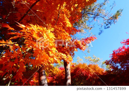 Autumn leaves at Lake Momiji in Minowa Town, Nagano Prefecture Autumn leaves at Lake Momiji in Minowa Town, Nagano Prefecture 131457899