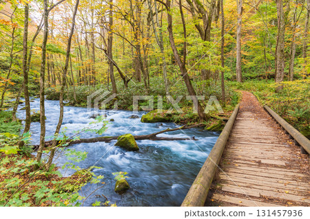 "Aomori Prefecture" Oirase Gorge with Autumn Leaves, Towada City 131457936