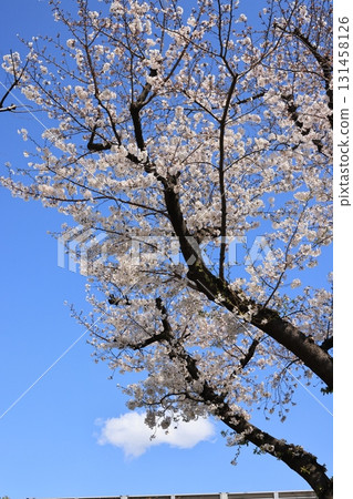 Blue sky and cherry blossoms in full bloom Blue sky and cherry blossoms in full bloom 131458126