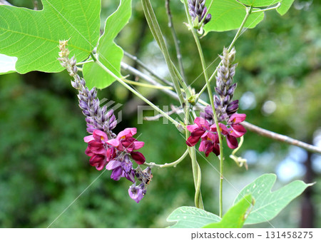 Kuzu no Hana Kuzu no Hana 131458275