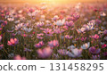 Pink and white cosmos fields illuminated by the setting sun 131458295