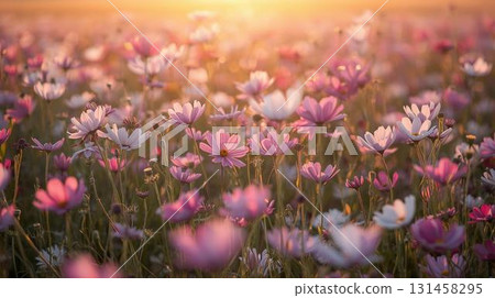 夕陽映照下的粉紅色和白色波斯菊田野 夕陽映照下的粉紅色和白色波斯菊田野 131458295