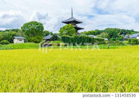 奈良縣斑鳩町:法貴寺三重塔和金色的稻田 奈良縣斑鳩町:法貴寺三重塔和金色的稻田 131458530