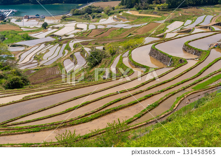 <佐賀縣>大浦的梯田和眺望伊凡裡灣的田園風光 <佐賀縣>大浦的梯田和眺望伊凡裡灣的田園風光 131458565