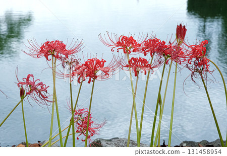 一簇簇的孤挺花盛開在水邊 131458954