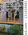 Cherry blossoms blooming along Gion Shirakawa-suji in Higashiyama Ward, Kyoto City 131458981