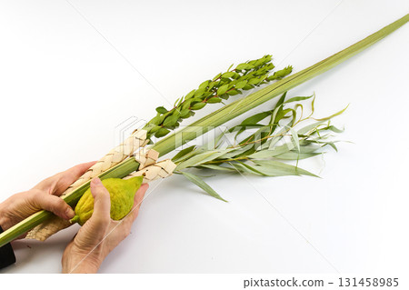 Jewish festival of Sukkot. Traditional symbols Etrog and Lulav in hands Jewish festival of Sukkot. Traditional symbols Etrog and Lulav in hands 131458985